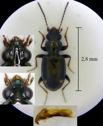 Bembidion tenellum
